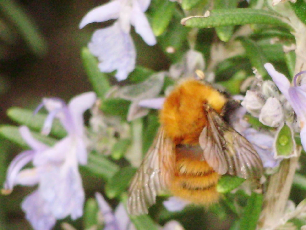 Bombus cfr pascuorum